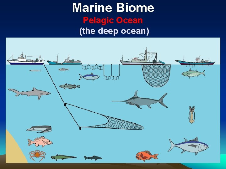 Marine Biome Pelagic Ocean (the deep ocean) 