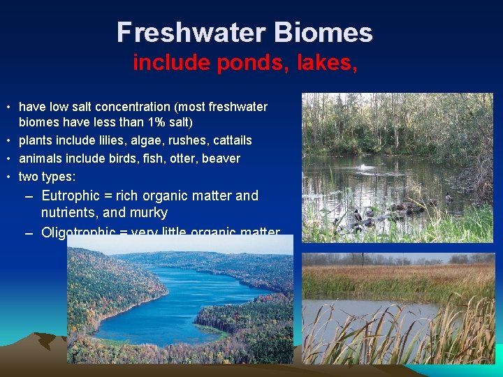 Freshwater Biomes include ponds, lakes, • have low salt concentration (most freshwater biomes have