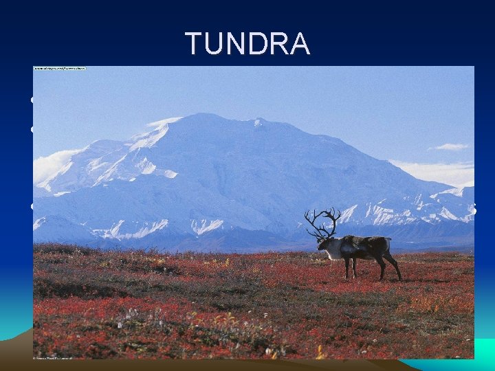 TUNDRA • Terrestrial = land • Tundra- a treeless land with long summer days