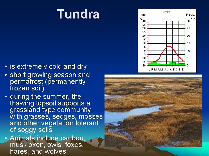 Tundra • is extremely cold and dry • short growing season and permafrost (permanently