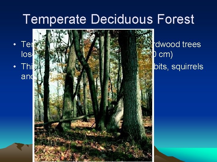 Temperate Deciduous Forest • Temperate forest- Broad-leaved hardwood trees lose their foliage annually (70