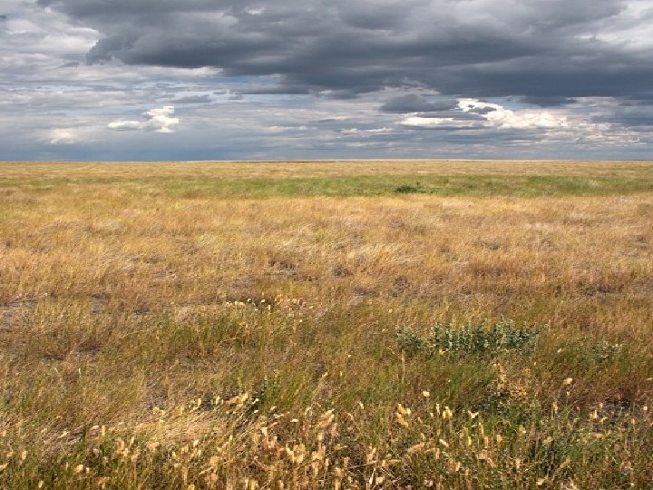 Grasslands • Grasslands- Large communities covered with grasses and similar small plants. • Grasslands