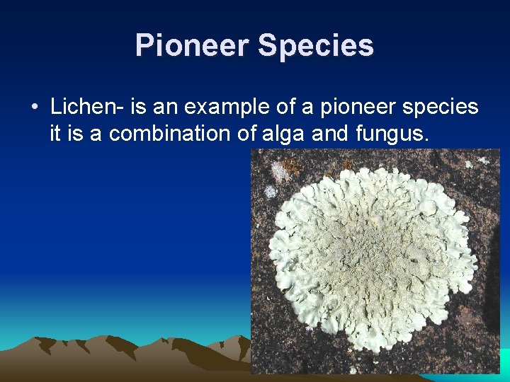 Pioneer Species • Lichen- is an example of a pioneer species it is a