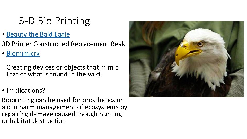 3 -D Bio Printing • Beauty the Bald Eagle 3 D Printer Constructed Replacement