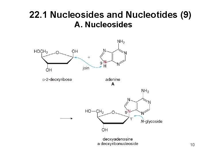 22. 1 Nucleosides and Nucleotides (9) A. Nucleosides 10 