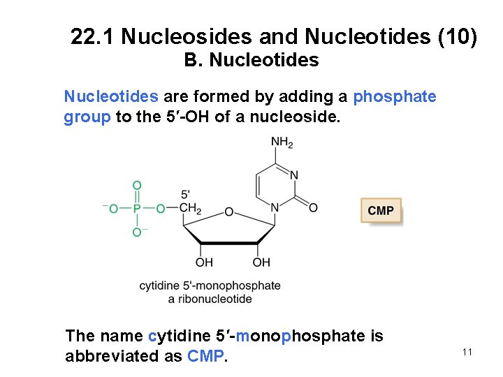 22. 1 Nucleosides and Nucleotides (10) B. Nucleotides are formed by adding a phosphate