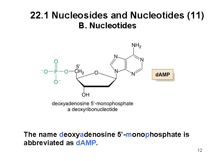 22. 1 Nucleosides and Nucleotides (11) B. Nucleotides The name deoxyadenosine 5’-monophosphate is abbreviated