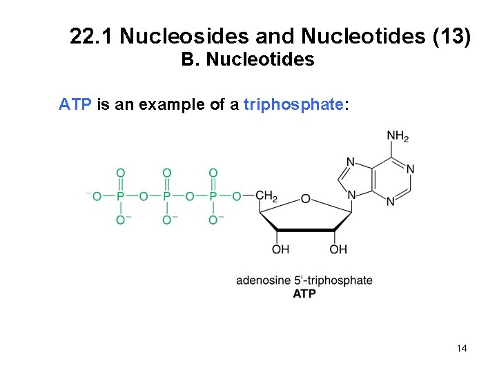 22. 1 Nucleosides and Nucleotides (13) B. Nucleotides ATP is an example of a