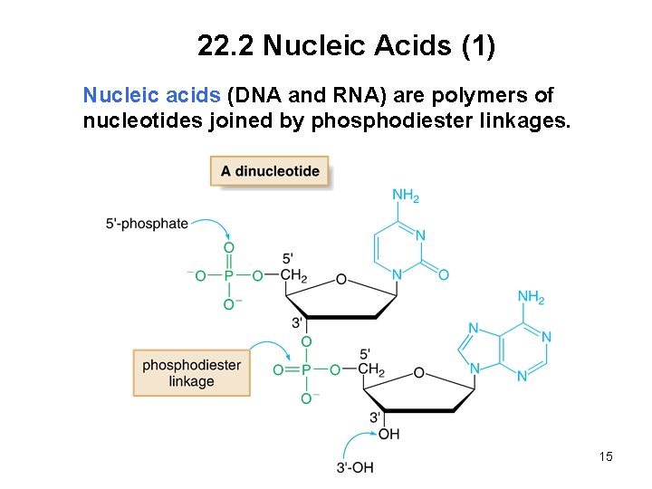 22. 2 Nucleic Acids (1) Nucleic acids (DNA and RNA) are polymers of nucleotides