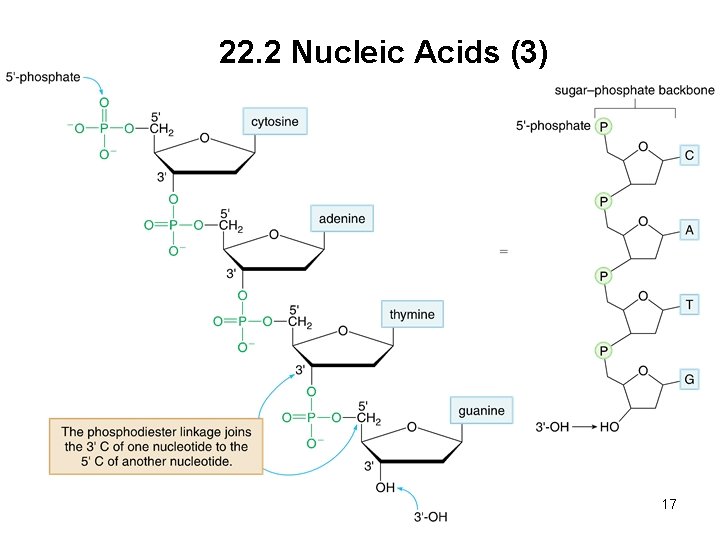 22. 2 Nucleic Acids (3) 17 