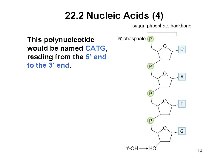 22. 2 Nucleic Acids (4) This polynucleotide would be named CATG, reading from the