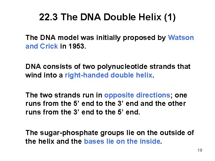 22. 3 The DNA Double Helix (1) The DNA model was initially proposed by