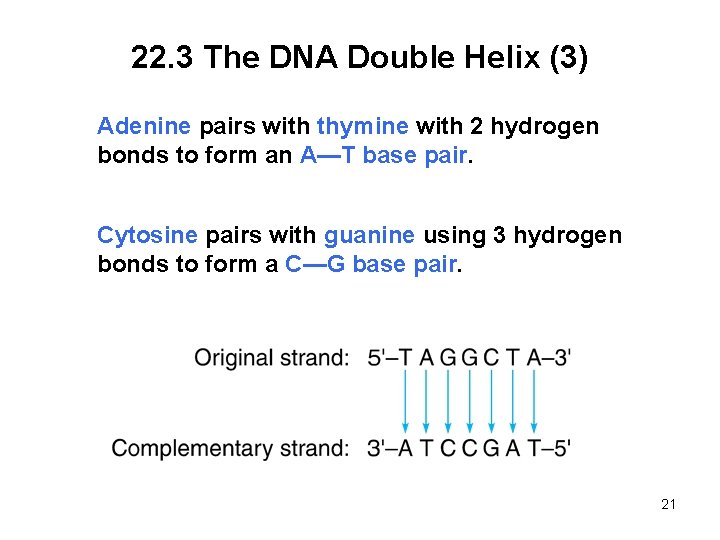 22. 3 The DNA Double Helix (3) Adenine pairs with thymine with 2 hydrogen