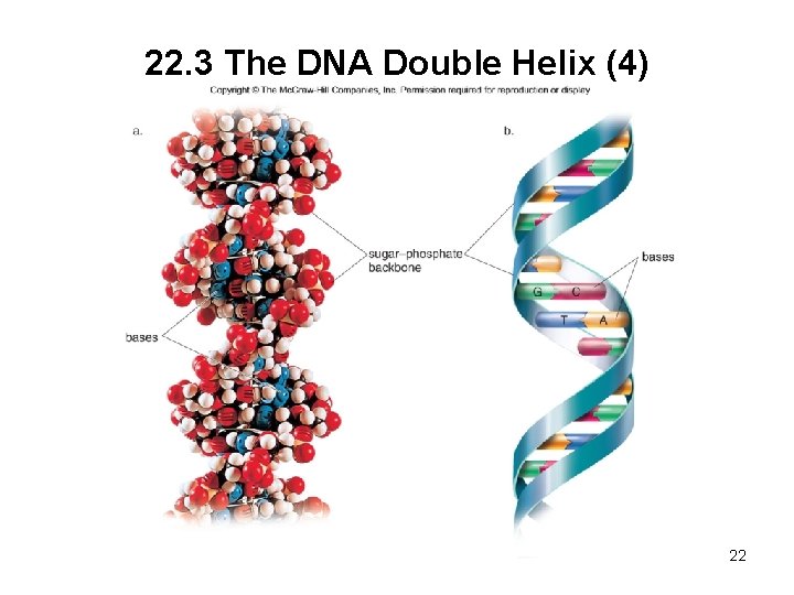 22. 3 The DNA Double Helix (4) 22 