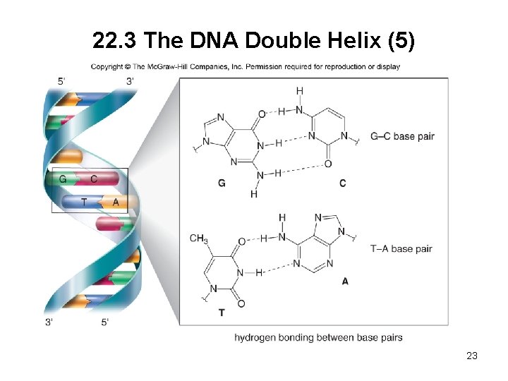 22. 3 The DNA Double Helix (5) 23 