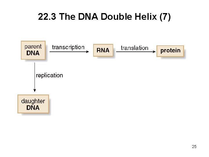 22. 3 The DNA Double Helix (7) 25 