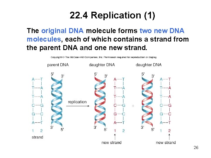 22. 4 Replication (1) The original DNA molecule forms two new DNA molecules, each