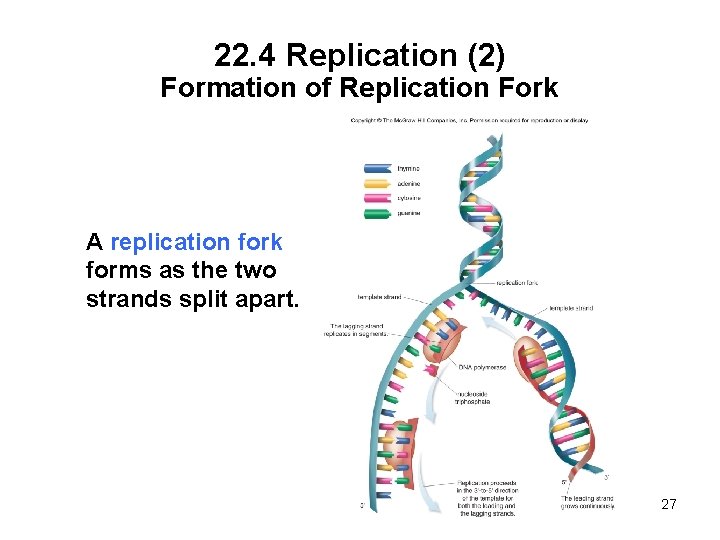 22. 4 Replication (2) Formation of Replication Fork A replication fork forms as the