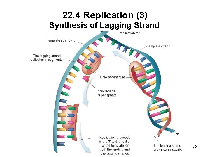 22. 4 Replication (3) Synthesis of Lagging Strand 28 