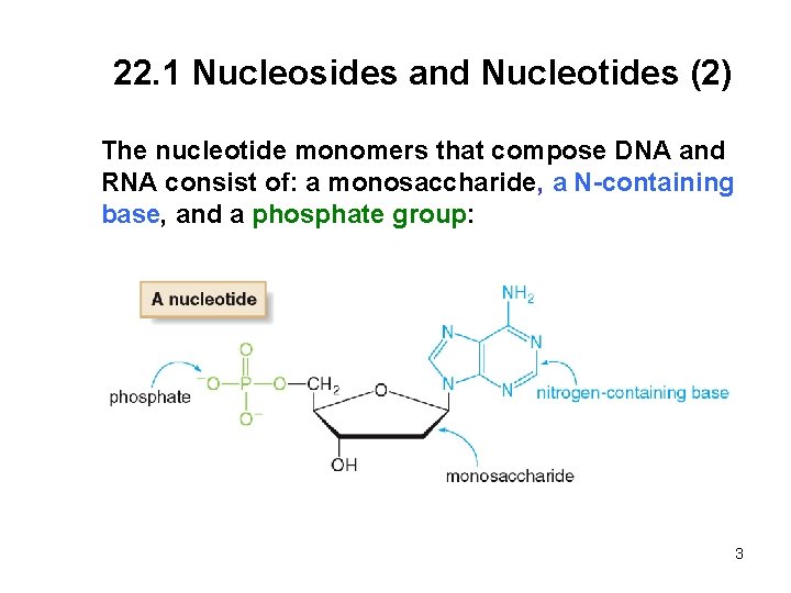 22. 1 Nucleosides and Nucleotides (2) The nucleotide monomers that compose DNA and RNA