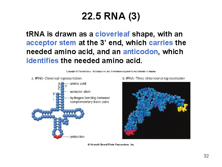 22. 5 RNA (3) t. RNA is drawn as a cloverleaf shape, with an