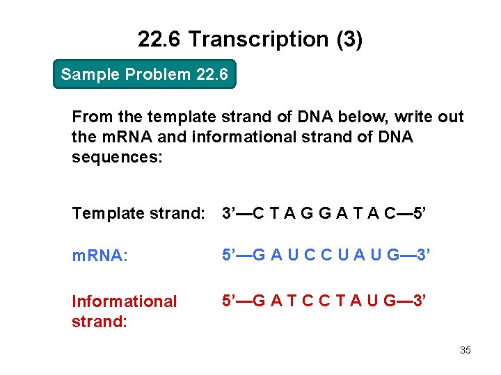 22. 6 Transcription (3) Sample Problem 22. 6 From the template strand of DNA