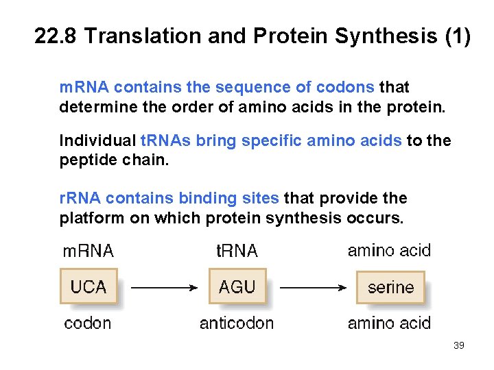 22. 8 Translation and Protein Synthesis (1) m. RNA contains the sequence of codons