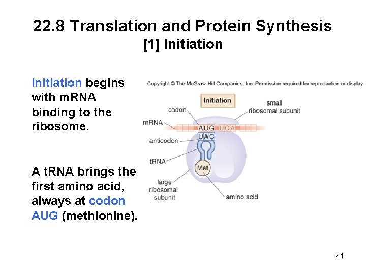 22. 8 Translation and Protein Synthesis [1] Initiation begins with m. RNA binding to