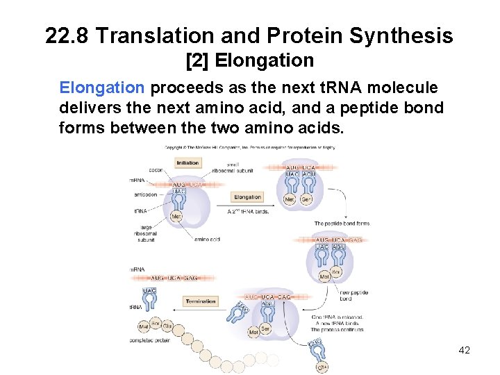 22. 8 Translation and Protein Synthesis [2] Elongation proceeds as the next t. RNA