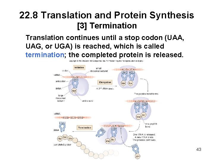 22. 8 Translation and Protein Synthesis [3] Termination Translation continues until a stop codon