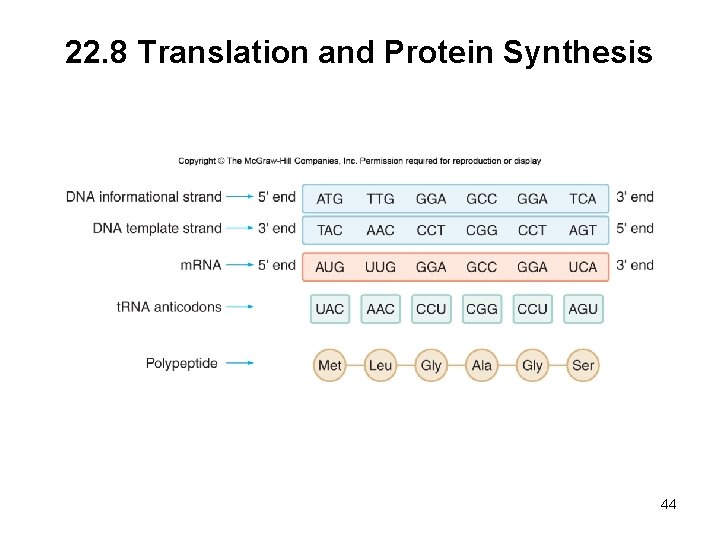 22. 8 Translation and Protein Synthesis 44 