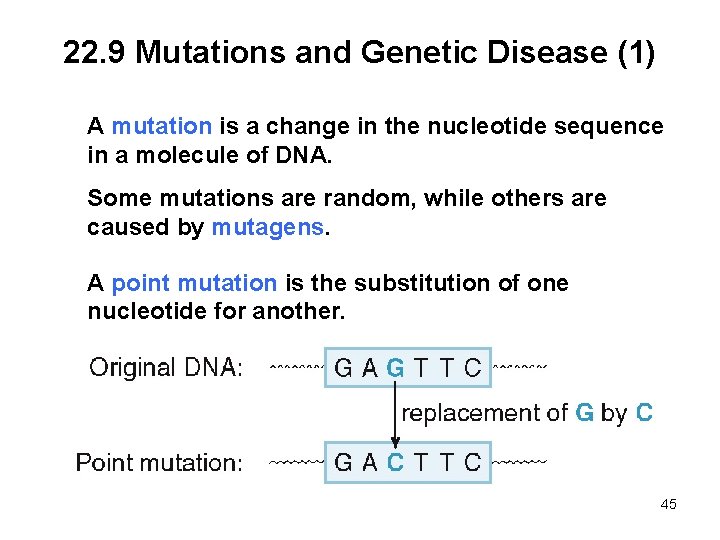 22. 9 Mutations and Genetic Disease (1) A mutation is a change in the