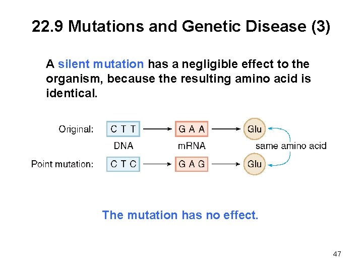 22. 9 Mutations and Genetic Disease (3) A silent mutation has a negligible effect