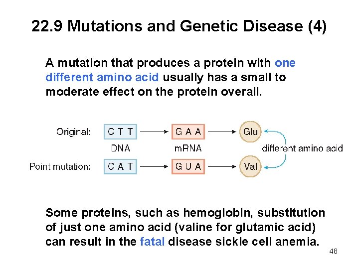 22. 9 Mutations and Genetic Disease (4) A mutation that produces a protein with