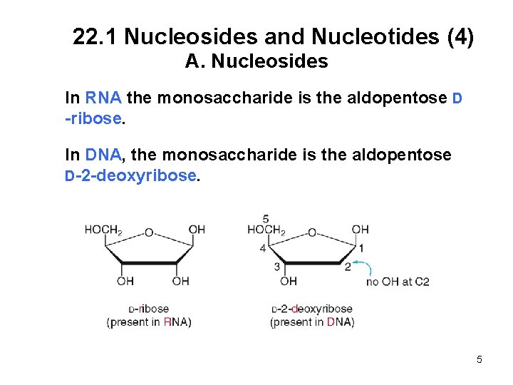 22. 1 Nucleosides and Nucleotides (4) A. Nucleosides In RNA the monosaccharide is the