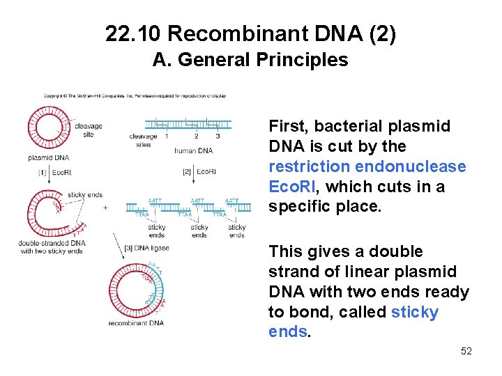 22. 10 Recombinant DNA (2) A. General Principles First, bacterial plasmid DNA is cut