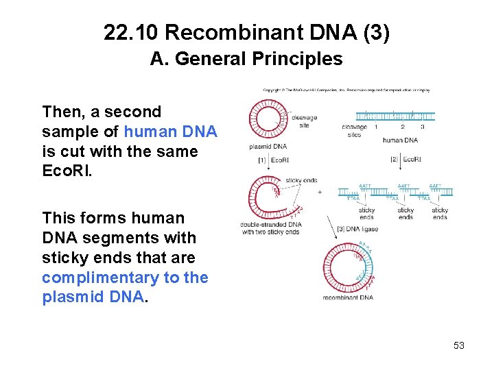 22. 10 Recombinant DNA (3) A. General Principles Then, a second sample of human