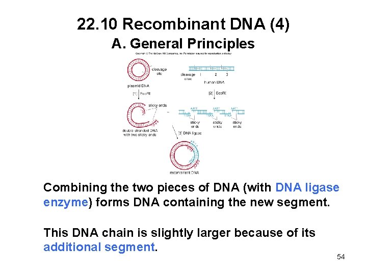 22. 10 Recombinant DNA (4) A. General Principles Combining the two pieces of DNA