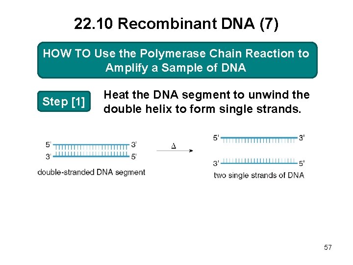 22. 10 Recombinant DNA (7) HOW TO TO Use the Polymerase Chain Reaction to