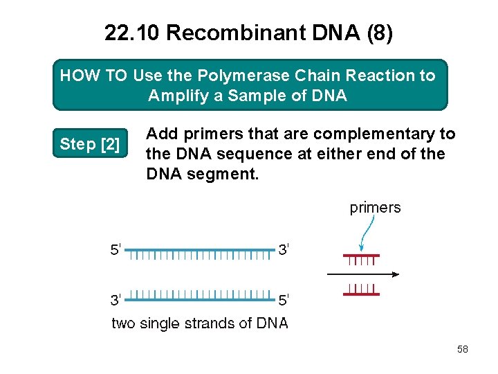 22. 10 Recombinant DNA (8) HOW TO TO Use the Polymerase Chain Reaction to