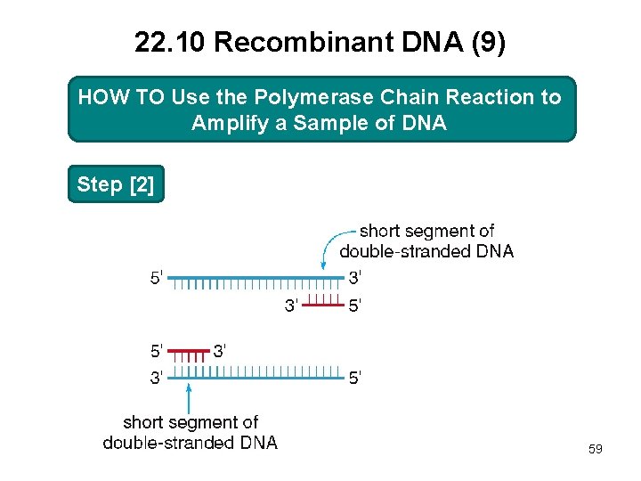 22. 10 Recombinant DNA (9) HOW TO TO Use the Polymerase Chain Reaction to