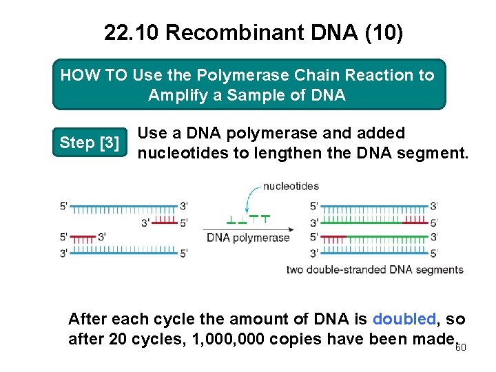 22. 10 Recombinant DNA (10) HOW TO TO Use the Polymerase Chain Reaction to