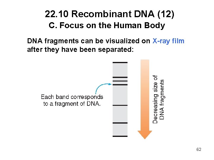 22. 10 Recombinant DNA (12) C. Focus on the Human Body DNA fragments can