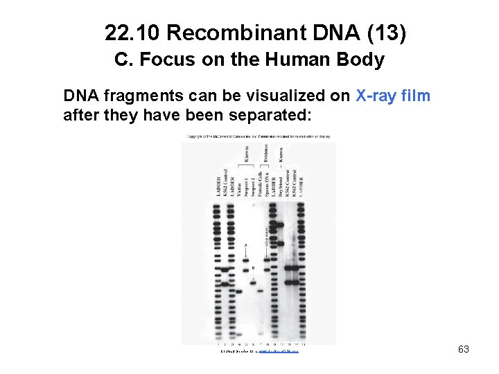 22. 10 Recombinant DNA (13) C. Focus on the Human Body DNA fragments can