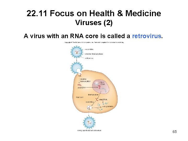 22. 11 Focus on Health & Medicine Viruses (2) A virus with an RNA