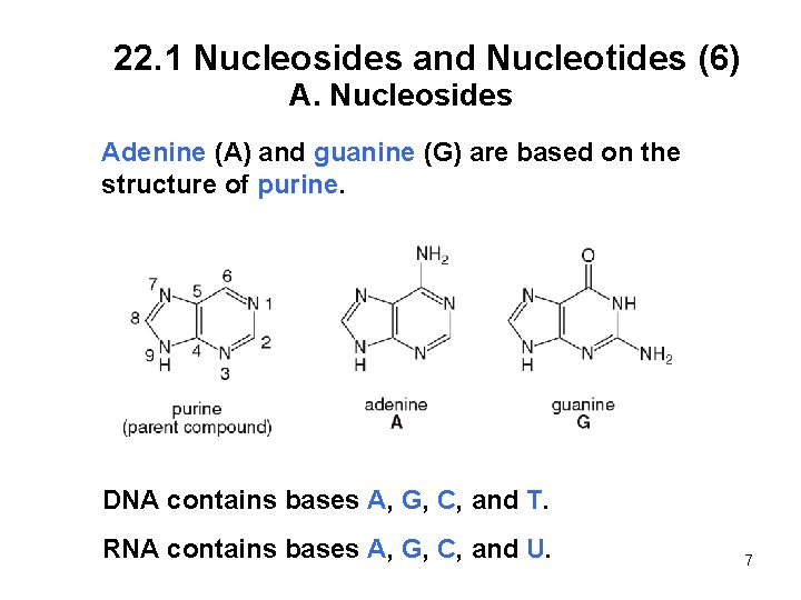 22. 1 Nucleosides and Nucleotides (6) A. Nucleosides Adenine (A) and guanine (G) are
