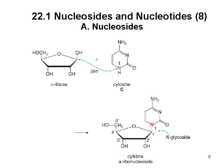 22. 1 Nucleosides and Nucleotides (8) A. Nucleosides 9 