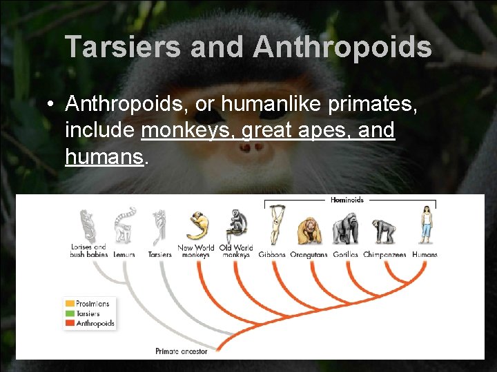 Tarsiers and Anthropoids • Anthropoids, or humanlike primates, include monkeys, great apes, and humans. Tarsiers and Anthropoids • Anthropoids, or humanlike primates, include monkeys, great apes, and humans.