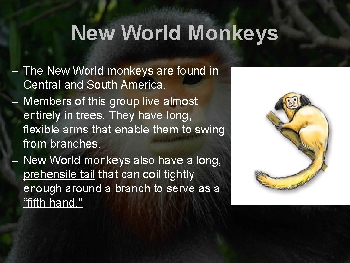 New World Monkeys – The New World monkeys are found in Central and South New World Monkeys – The New World monkeys are found in Central and South