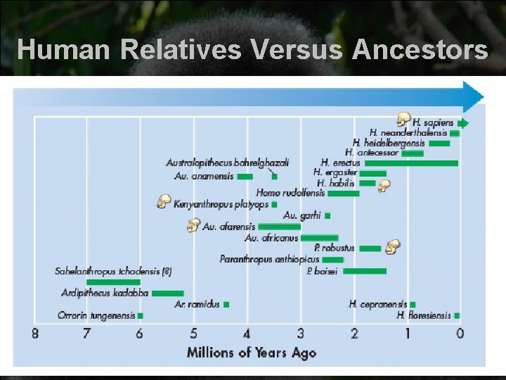Human Relatives Versus Ancestors Human Relatives Versus Ancestors